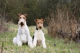 FOX TERRIER 573